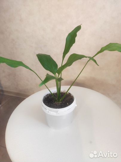 Спатифиллум