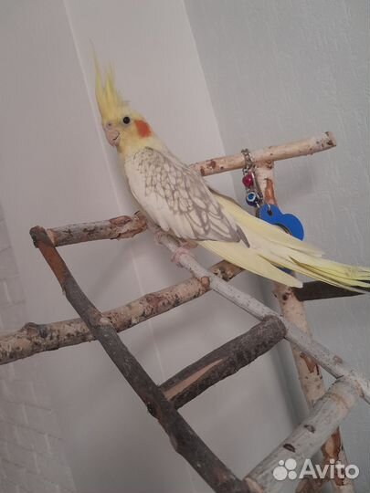 Попугай корелла