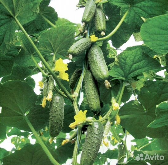 Самый лучший в мире гибрид огурца из Польши