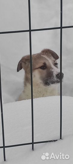 Щенки для охраны