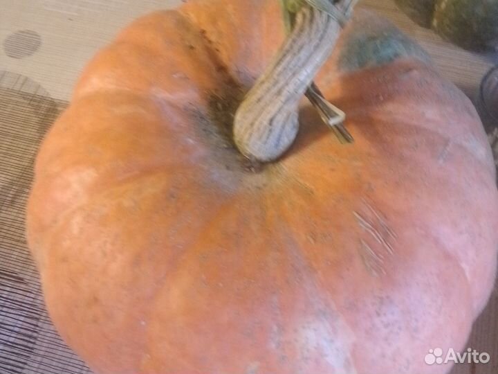 Чеснок домашний, тыквы