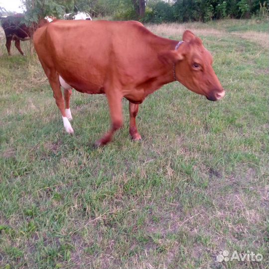 Корова дойная