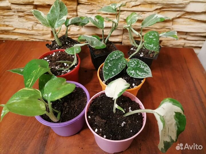 Эпипремнум