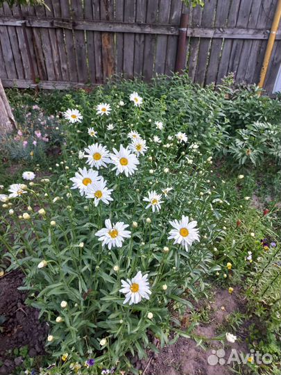 Ромашка садовая белая