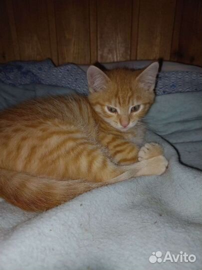 Рыжий котёнок ищет дом