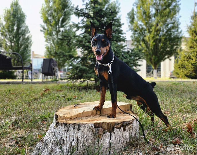 Цвергпинчер