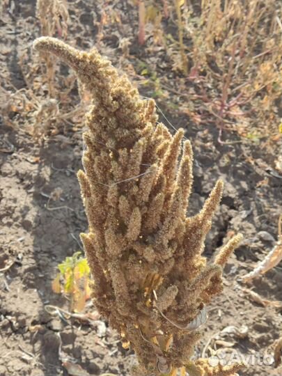 Семена Амаранта