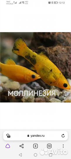 Аквариумные рыбки, креветки, улитки