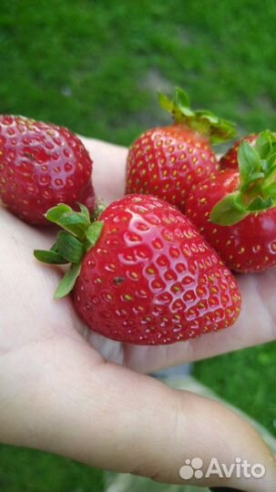 Клубника свежая выращенная в Ярославской области