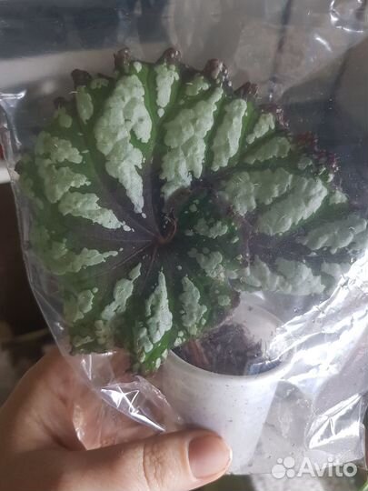 4 листа бегонии рекс