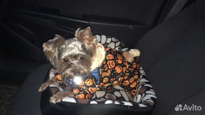 Вязка Йорки