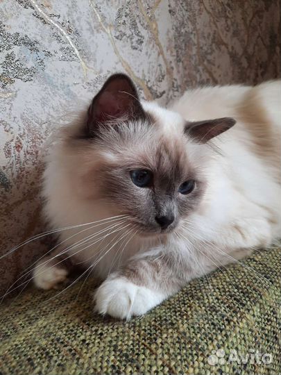 Священная,бирма -подрощенная кошечка