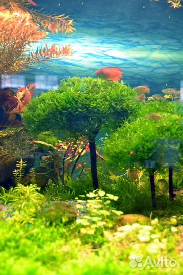 Аквариумные растения, мхи и папоротники