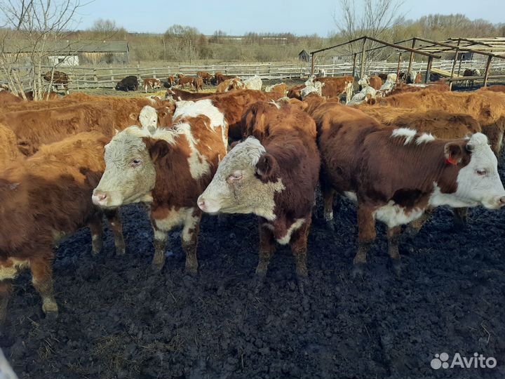 Бычки телочки герефорды сементалы белоголовые
