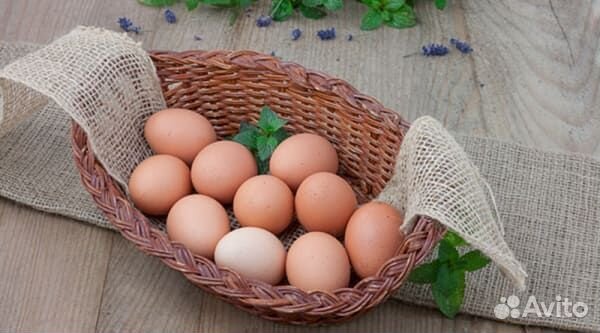 Домашние куриные яйца