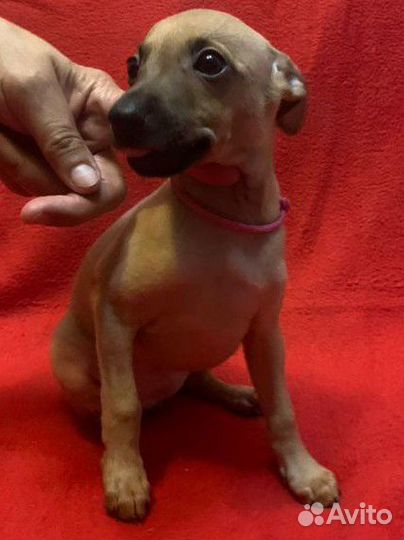 Щенки левретки