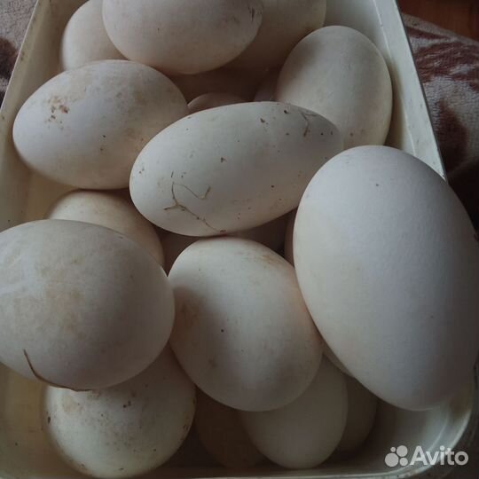 Яйцо гусиное