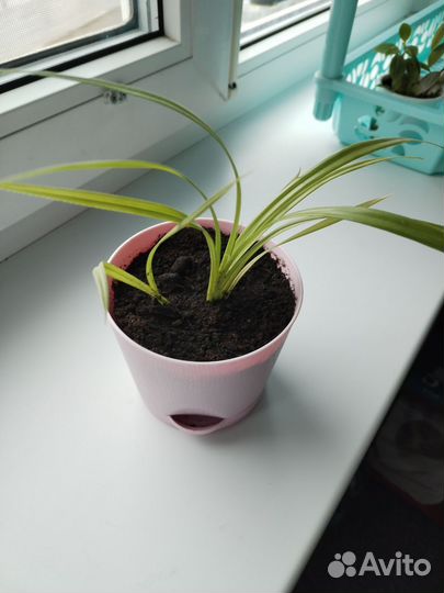 Комнатные растения