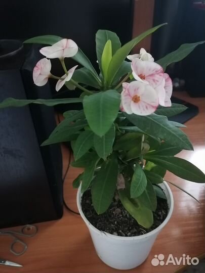 Молочай миля