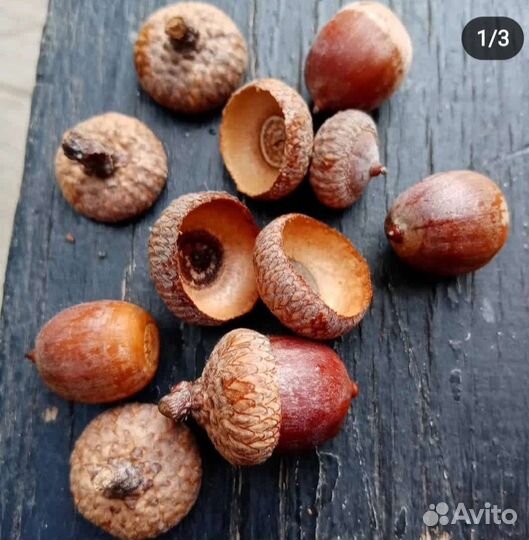 Желуди красного дуба
