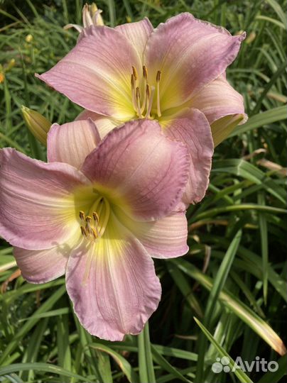 Цветы для сада-лилейники