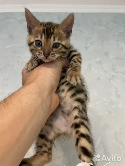Бенгальские котята