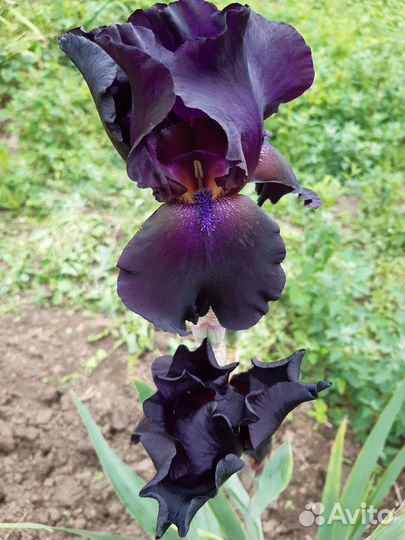 Цветы ирисы