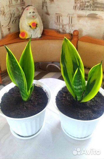 Сансевиерия голден Флейм