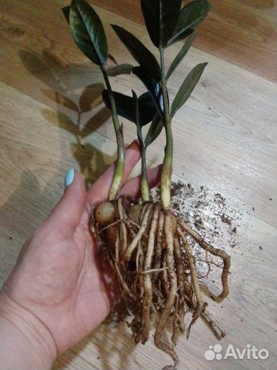 Замиокулькас Raven