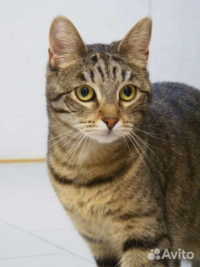 Кошка в добрые руки