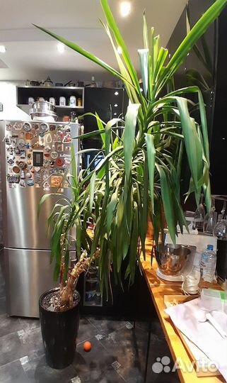 Юкка Гигантская