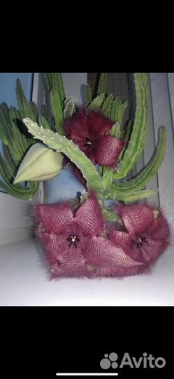Stapelia grandiflora/gigantea