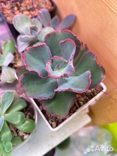 Суккуленты, эхеверия