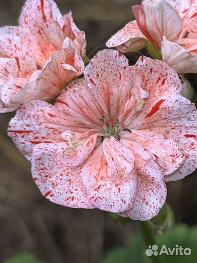 Пеларгония peppermint twist