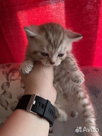 Шотланский котенок прямоухий