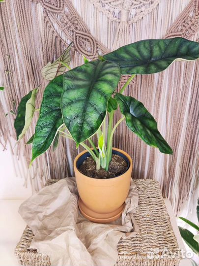 Алоказия шкура дракона