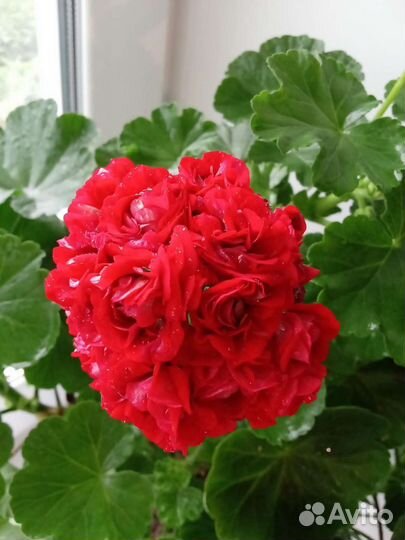 Герань розебудная