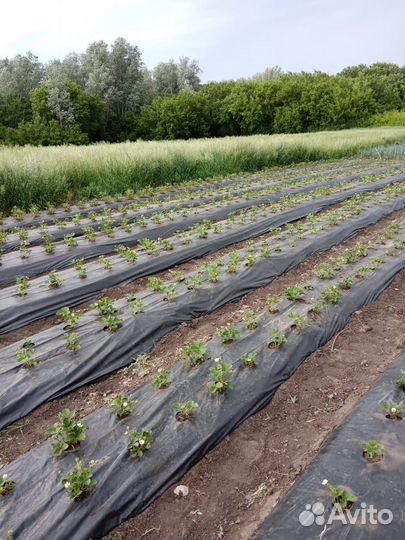 Рассада клубники сорт murano (мурано)