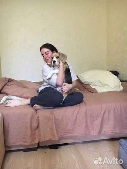 Выгул собак передержка