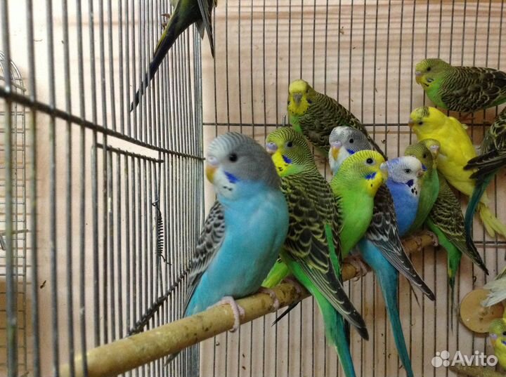 Волнистые попугайчики, малыши