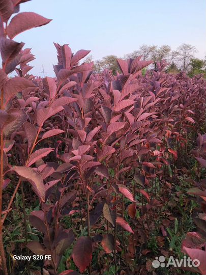 Черёмуха краснолистная