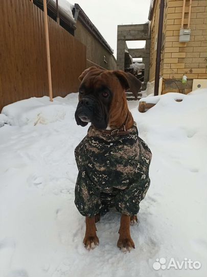 Вязка собак