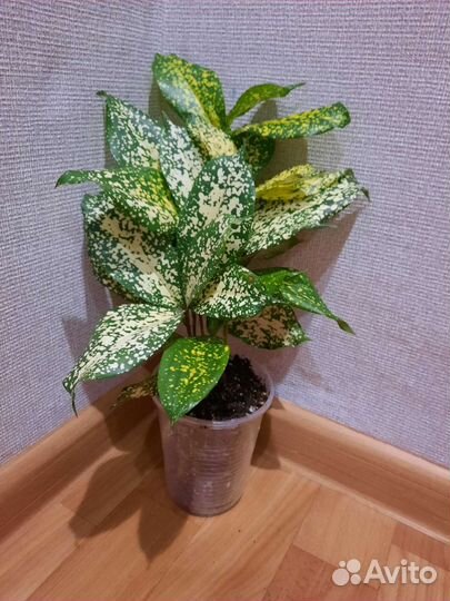 Комнатные растения