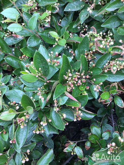 Кизильник блестящий