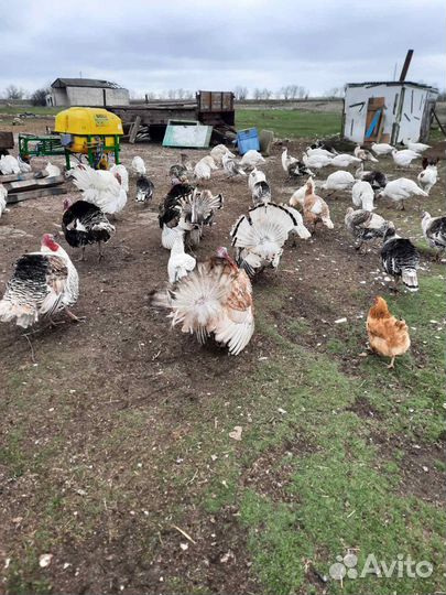 Продам.Яйца домашние индюшиные на инкубацию