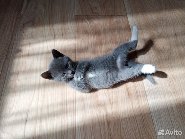 Кошечка