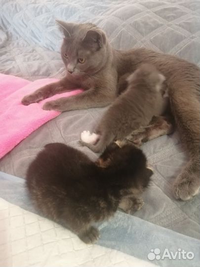 Кошки в добрые руки бесплатно