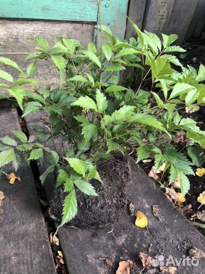 Астильба белая, розовая