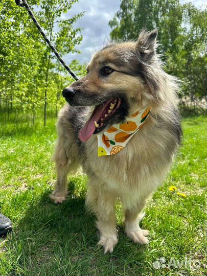 Собака в добрые руки отдам бесплатно