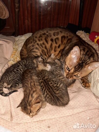 Бенгальская